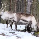 Yakutia works on center to improve Northern domestic deer breeds