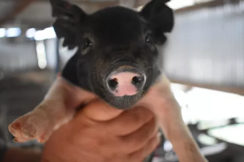The cost of pork production this year may increase by 23%