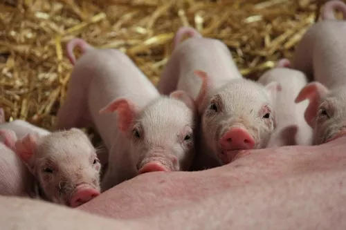 No need to import breeding pigs from abroad
