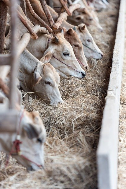 Russian Feed Union: the cost of animal feed will increase by 20-30%