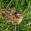Russian scientists bred the first Russian breed of quail