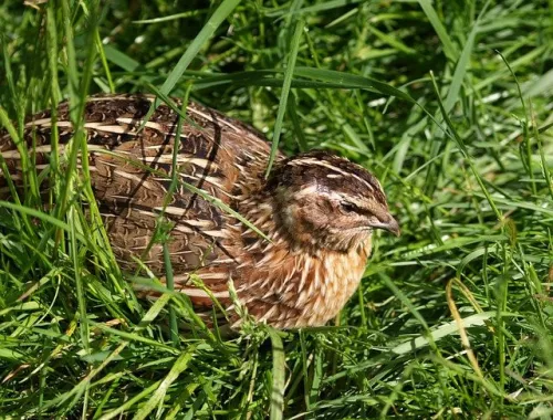 Russian scientists bred the first Russian breed of quail