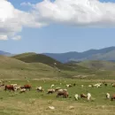The regions of the North Caucasus Federal District are self-sufficient in meat products by 111%