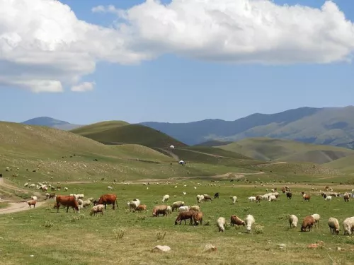 The regions of the North Caucasus Federal District are self-sufficient in meat products by 111%