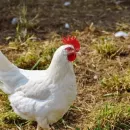 Miratorg announce increased poultry production for 2022