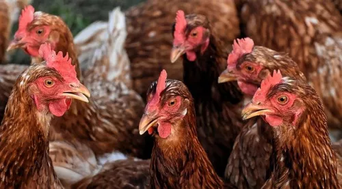 Miratorg announce increased poultry production for 2022