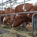 Beef production to decrease in Russia