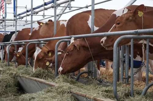 In the coming years, beef production in Russia will decrease