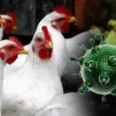 Russia is developing a modern vaccine against avian influenza A (H5N1)