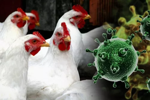 Russia is developing a modern vaccine against avian influenza A (H5N1)