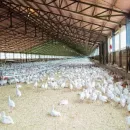 Profitability in the poultry industry has fallen