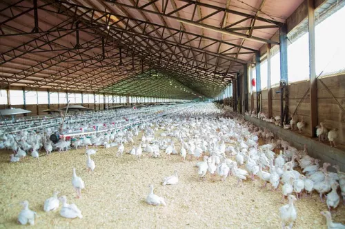 Profitability in the poultry industry has fallen