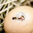 Unique production of hatching eggs to start in the Pskov region