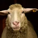 Don sheep breeders won 11 medals at the Russian exhibition of breeding sheep and goats