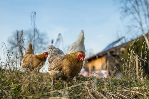 Supplies of poultry products from four US states to Russia are limited