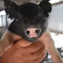 Russian pig breeding continues to develop