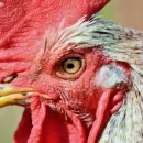 Russian breeders propose to breed deaf stress-resistant chickens
