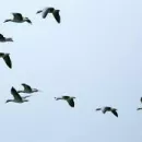 Ministry of Ecology: seasonal migrations of birds and animals can cause the spread of diseases
