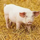Conflict with Ukraine helped Russian pig breeders