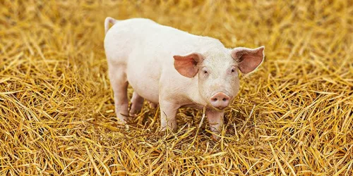 Conflict with Ukraine helped Russian pig breeders