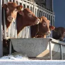 Russia is increasing the production of animal feed for cattle