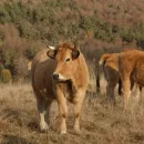 Zeroing duties prompted Russian farmers to keep livestock on farms
