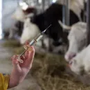 Russia and Belarus will create domestic vaccines for livestock