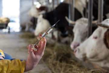 Russia and Belarus should create domestic vaccines for livestock