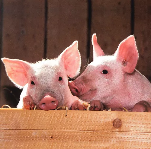 An outbreak of African swine fever was recorded in the Ivanovo region