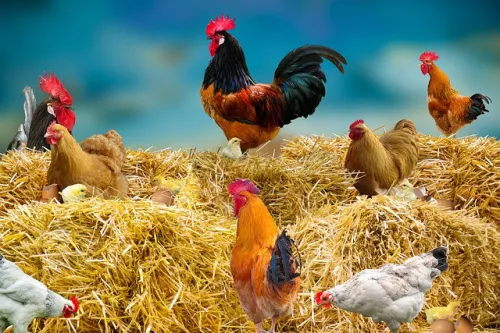 Acquisition of poultry flocks corresponds to technological schedules