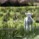 First cloned lamb in Russia