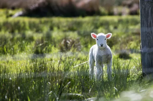 For the first time in Russia, a cloned lamb was obtained