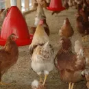 In Russia, the production of compound feed for poultry increased by 5% in five months