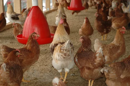 In Russia, the production of compound feed for poultry increased by 5% in five months
