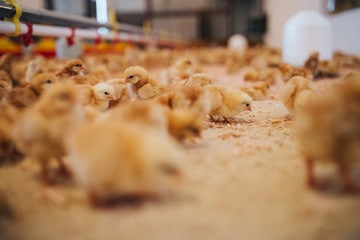 Almost 20 thousand tons of poultry meat will be produced in Primorye