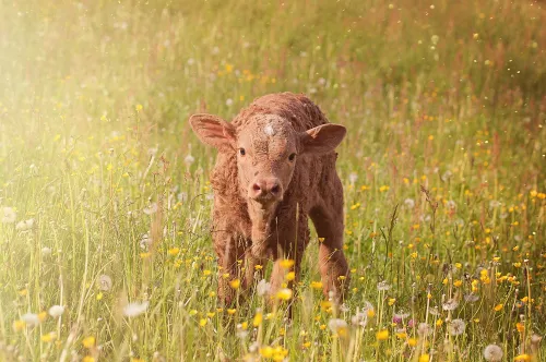 Ural scientists plan to get offspring from the first genetically edited cow