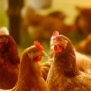 Strategy shifts in commercial flock vaccination at poultry farms discussed in Russia