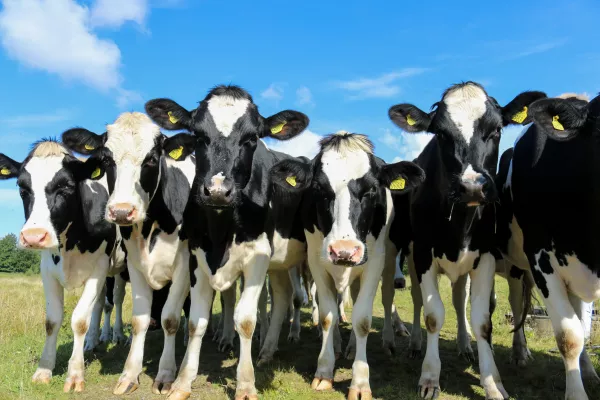 The number of dairy cattle in Russia may be reduced by 3.5%