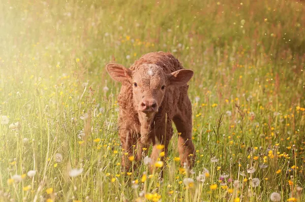 Dmitry Patrushev announced an increase in livestock and poultry production in 2022