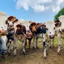The number of cows decreased by 1.3%