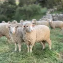 "Damate" launched the processing of lamb in the KChR