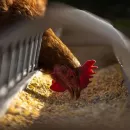 Russian scientists developed a feed additive to minimize antibiotics in poultry farming