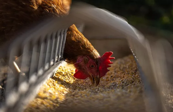 Russian scientists developed a feed additive to minimize antibiotics in poultry farming