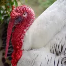 Damate launched the largest turkey breeder in Russia