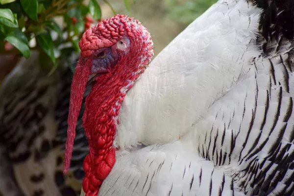 Damate launched the largest turkey breeder in Russia