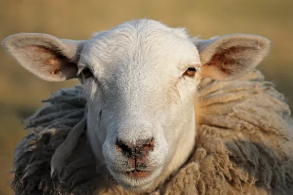 Stavropol region is actively increasing the production of lamb