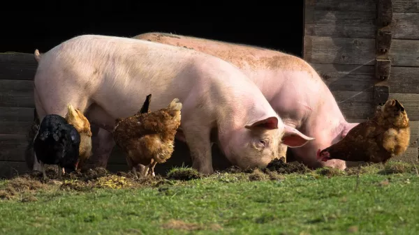 Cost of pork production returns to last year's level
