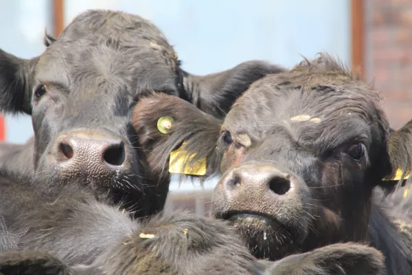 A farm for 2.8 thousand heads of cattle will appear in the Kuban