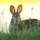 Rabbit meat production is growing in Russia