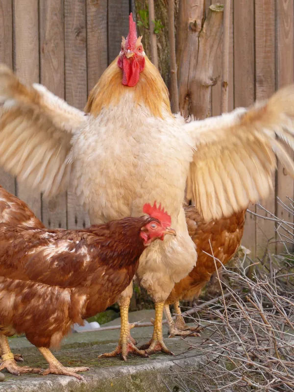 The Russian poultry industry is setting ambitious targets for 2023